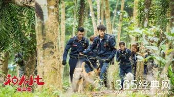 神犬小七3电视剧全集,忠诚守护，再续传奇之旅